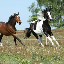 Две бегущие лошади DIY живопись по номерам 24 цвета пигментная кисть ручная роспись креативная цифровая картина маслом