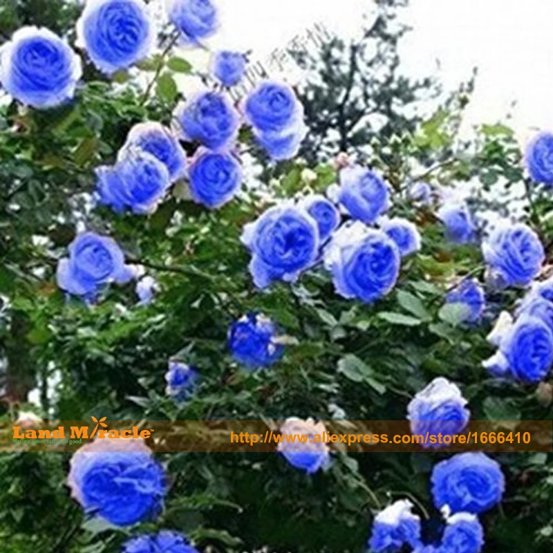 Compra azul rosas trepadoras online al por mayor de China, Mayoristas