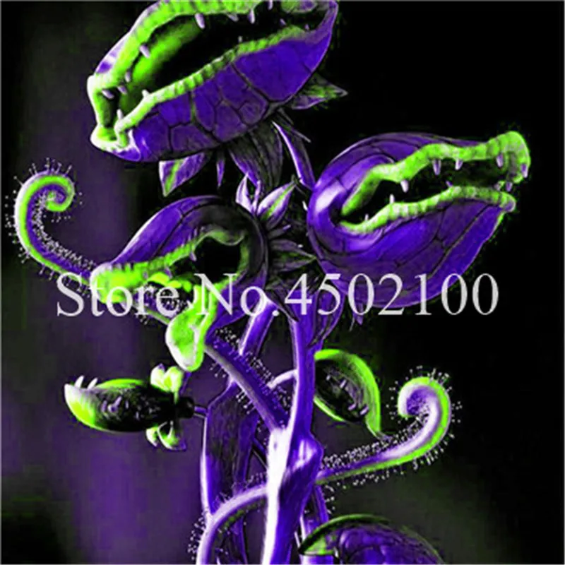 New Arrival ! Home Garden 200 Pcs Venus Fly Trap Bonsai Dionaea Muscipula Carnivorous Plants Free Shipping Diy Plant Semente New Arrival ! Home Garden 200 Pcs Venus Fly Trap Bonsai Dionaea Muscipula Carnivorous Plants Free Shipping Diy Plant Semente