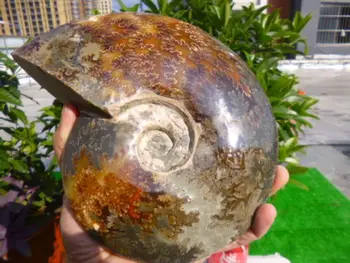 

1950g(4.2 lb) Jade Chrysanthemum Ammonite Shell Fossil Madagascar