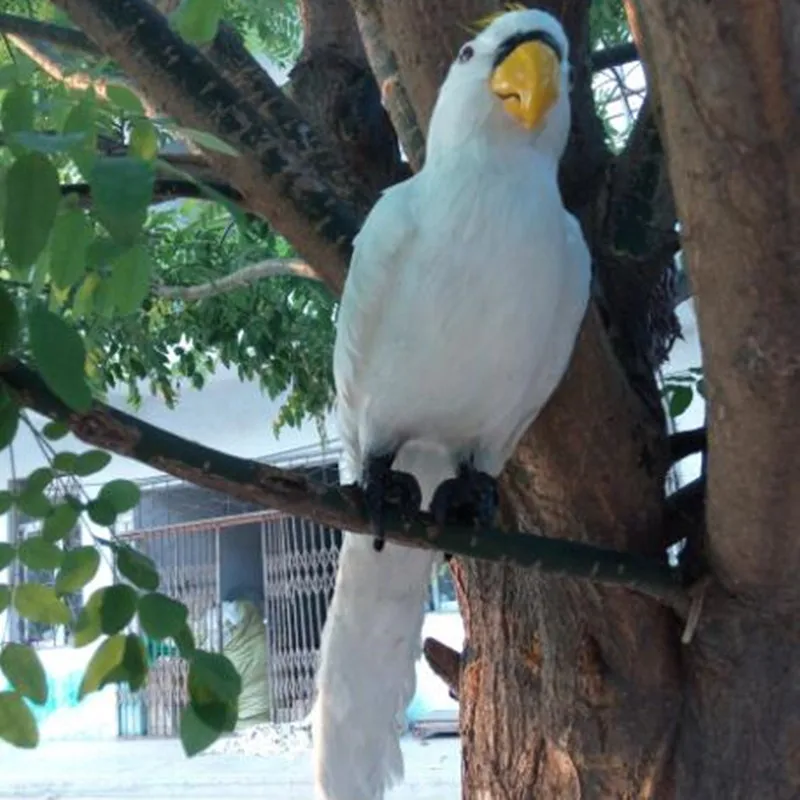 

ZILIN simulated parrot /handmade decoration parrot with real feather 15*12*45CM two color for option