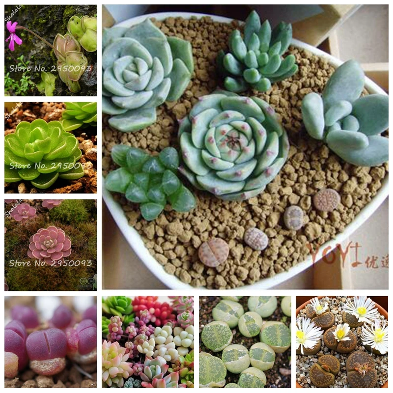 

200 pcs/ bag Lithops Flowers Living Stones Mix Succulent Cactus Organic Indoor Bonsai Potted Plants for Home Garden Supplies