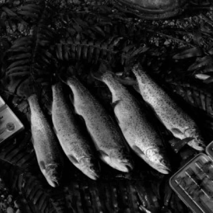 Close up of caught rainbow trouts Poster Print (18 x 24)