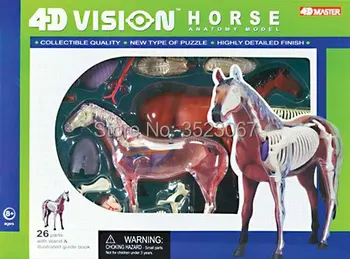 

Horse Anatomy Model 4D Vision Model by 4D Master endcational toys