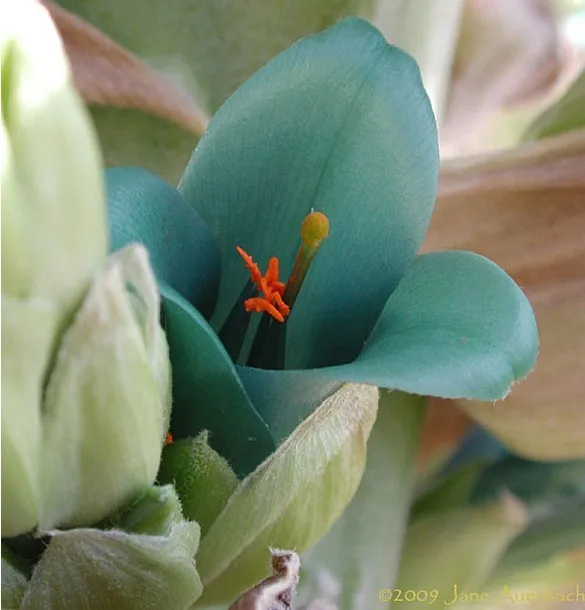 100 шт свежий настоящий Puya berteroniana Oo-Puya chilensis Flower F