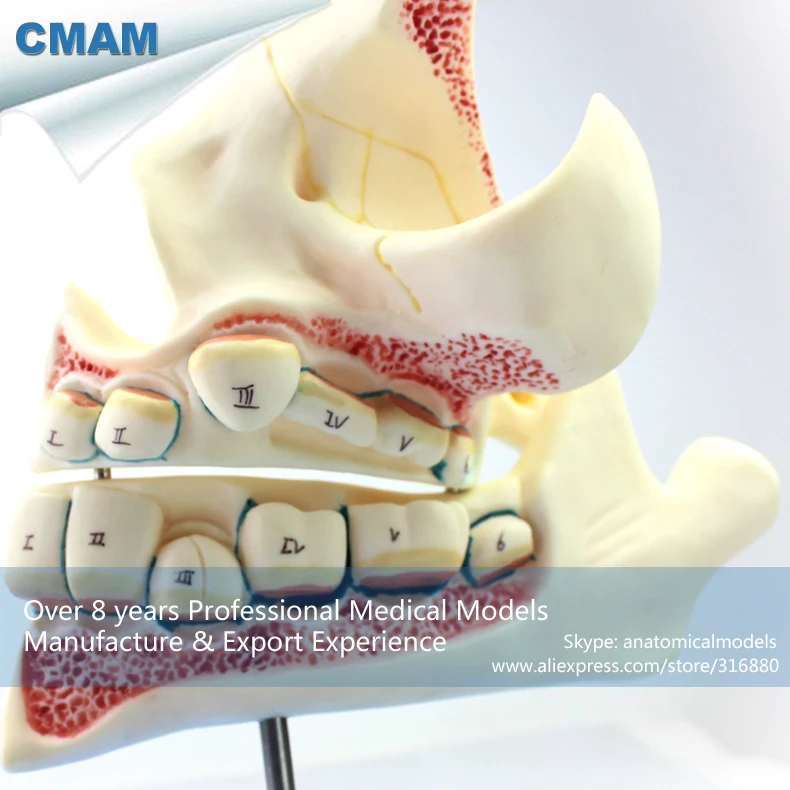 CMAM/12604 Dental-разработка набор зубов, полости рта человека стоматологический медицинский анатомическая модель