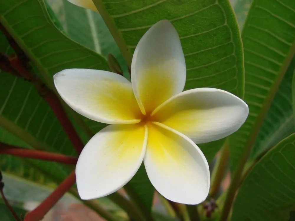 

100pcs Perennial Plumeria World Hottest Flower Garden Bonsai mix colors Frangipani Hawaiian Flower