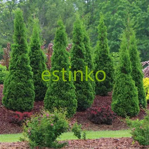 trees for home garden pragense viburnum snowball 3 plants 11 15 tall 25 pot landscaping healthy - Trees For Home Garden trees for home garden pragense viburnum snowball 3 plants 11 15 tall 25 pot landscaping healthy - Trees For Home Garden