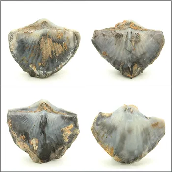 

Natural trumpet paleontological fossils British child Ishihara Shi Shi Yanyan value of good teaching specimens