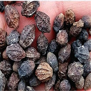 

Prodgf 500Pcs A Set Jasminum sambac