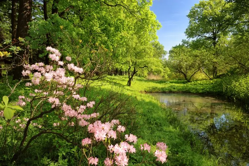 canvas photography backdrops Spring Scenic photo backdrop fabric Green Forest River Flowers baby backgrounds for wedding | Электроника