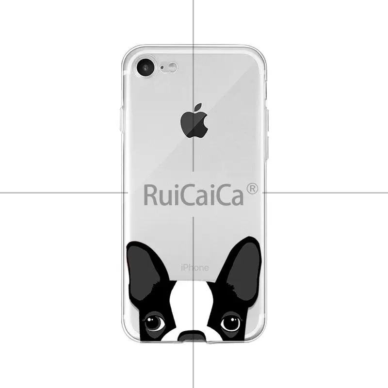 Cute and funny pet dog cat head