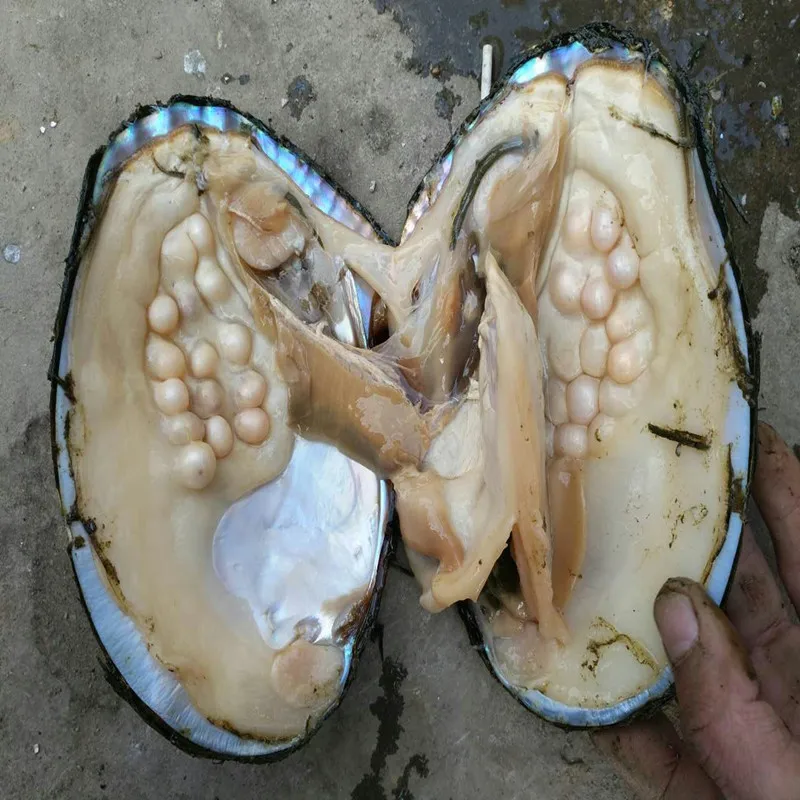 Натуральная устричная oyster monster рождественский подарок на день рождения