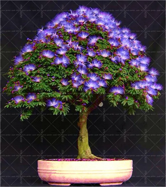 New Arrival 20Pcs Rainbow Acacia bonsai plants,Beautiful