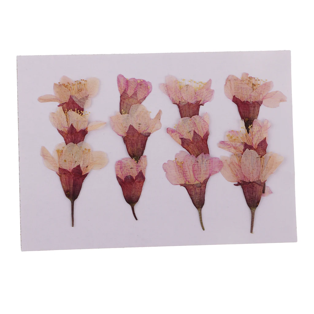 

MagiDeal 12x Pressed Real Sakura Flower Dried Flowers DIY Phone Case Scrapbook Crafts for Making Greeting Card Craft Accessories