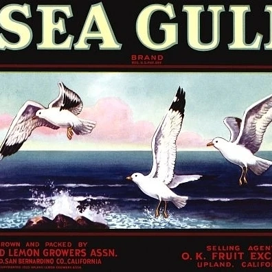 Sea Gull in Flight label Poster Print (24 x 36)