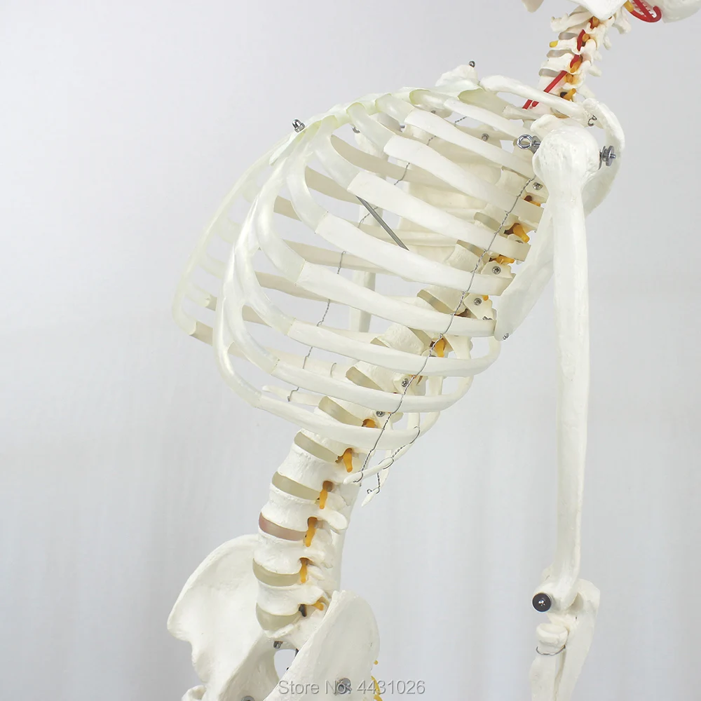 ENOVO 170 см медицинская модель скелета человека наука позвоночника сгибание Йога упражнения скелета модель