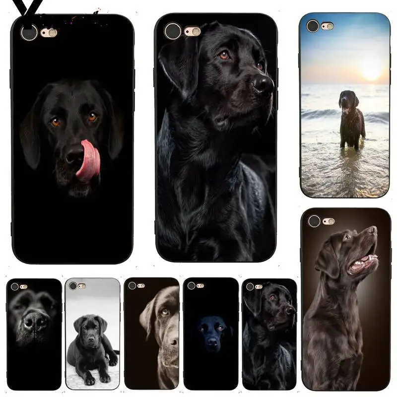 black lab accessories