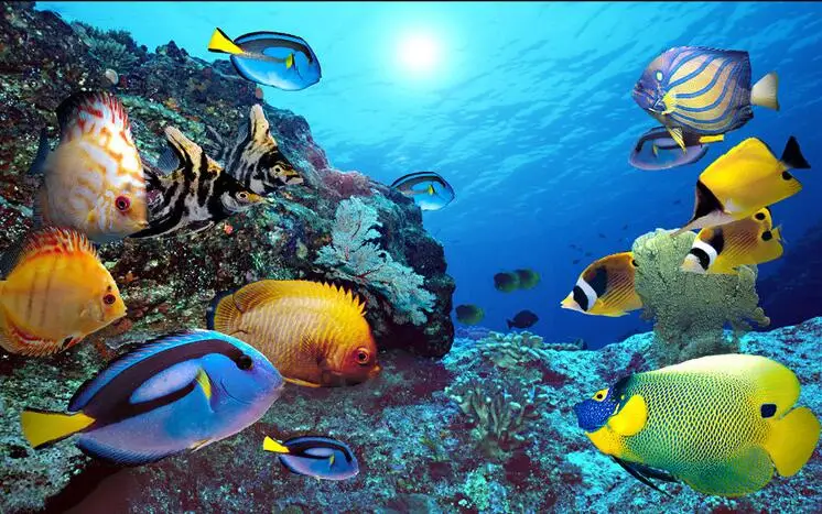 5 x Peces Tropicales Azulejo Pegatinas Calcomanías de superficie plana a prueba de agua