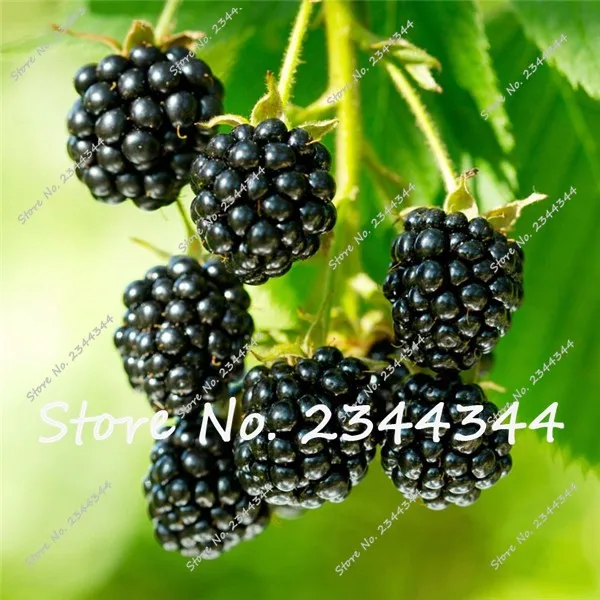 Buy 100 Pcs Blackberry Seeds Free Shipping