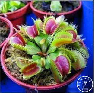 

100 PCS / Pack Potted Insectivorous Plant bonsai Dionaea Muscipula Giant Clip Venus Flytrap garden Carnivorous Plant,#5R3UO9
