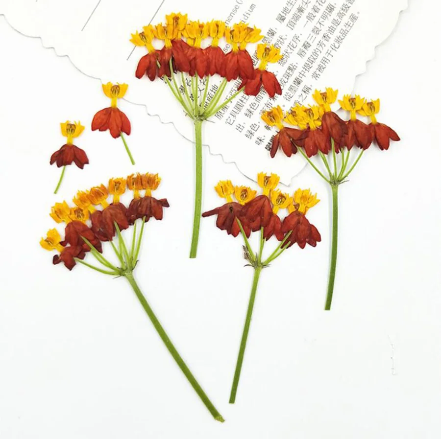

60pcs Pressed Dried Multiple Head Dancing Flower With Stalk Plant Herbarium For Jewelry Postcard Invitation Card Bookmark DIY