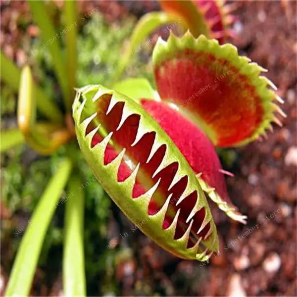500 PCS hot-selling Potted Insectivorous Dionaea Muscipula Giant Clip Flytrap bonsais Carnivorous Plant Diy Plant Semente