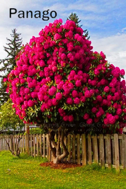 10pcs Hydrangea Tree Bonsai Rare Multi color perennial flower outdoor