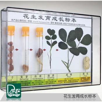 

Peanut development and growth specimens Plant growth process Children's science enlightenment gift