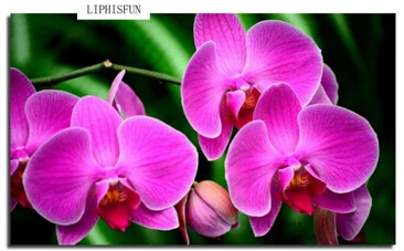 Фото Орхидеи Крупным Планом В Хорошем Качестве
