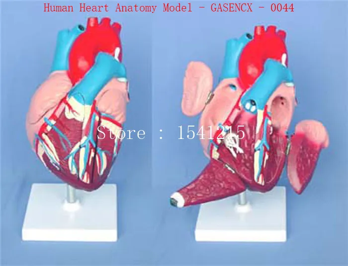 

Visceral anatomy model Medical teaching model Human Heart Anatomy Model - GASENCX - 0044