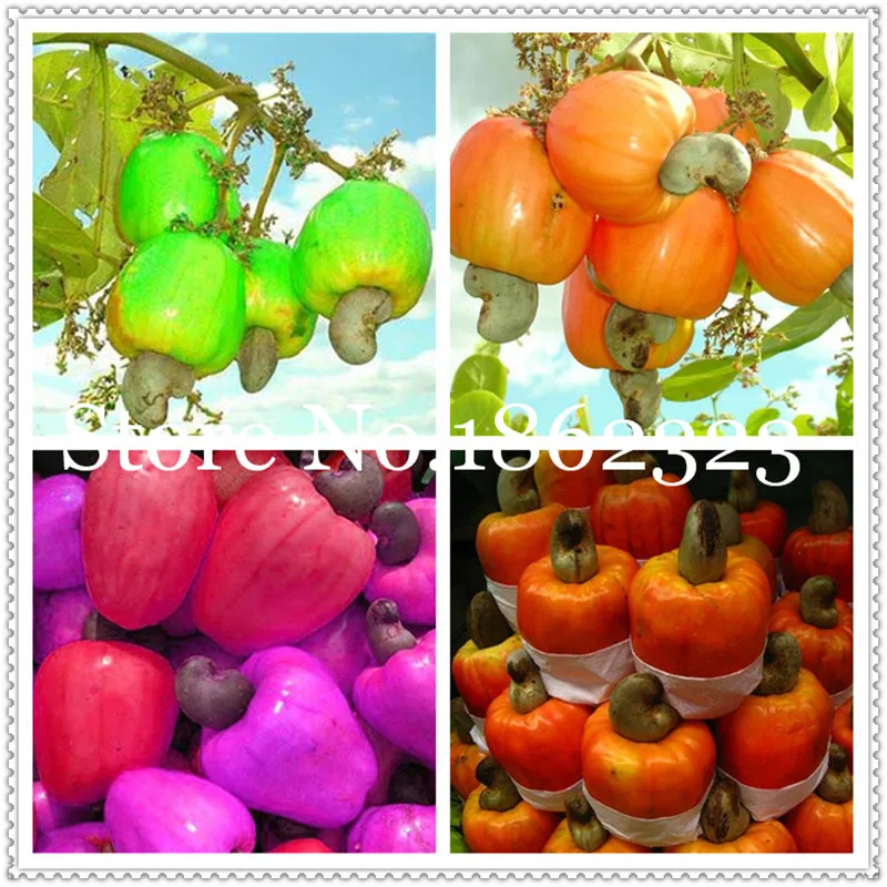 

Garden Plant 5 Pcs Cashew Tree bonsai, Anacardium Occidentale, Rare Tropical Plant Tree fruit plants Free Shipping