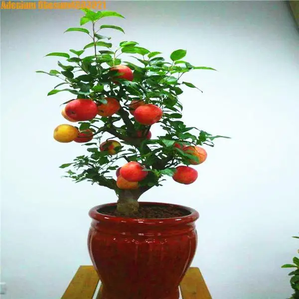 1pcs Dwarf Apple Bonsai Miniature Tree Sweet Organic Fruit And