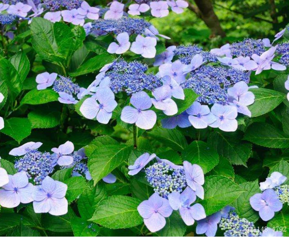 Hydrangea Leaves Silicone Mold Fondant Mould Veiner Chocolate Gumpaste Mold Sugarcraft, Kitchen Tool Cake Decorating Tools C331