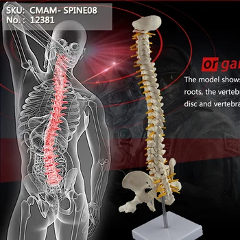 

T CMAM/12381 Spine, mini, femur head, Medical Spinnal Column Anatomical Human Model