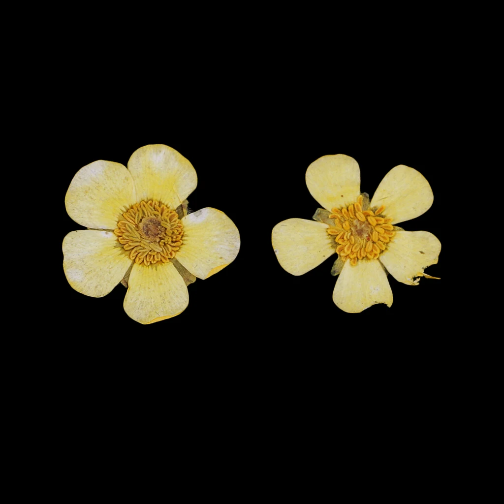Pack of 50pcs Natural Dried Flower Real Flower Mixed For DIY Resin Ornament Craft Card Making Scrapbooking Embellishments