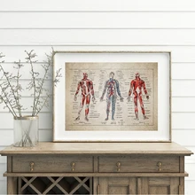 Impresión de Anatomía Humana Vintage Doctor decoración de oficina arte médico póster lienzo pintura cuerpo esqueleto educativo pared imagen regalos