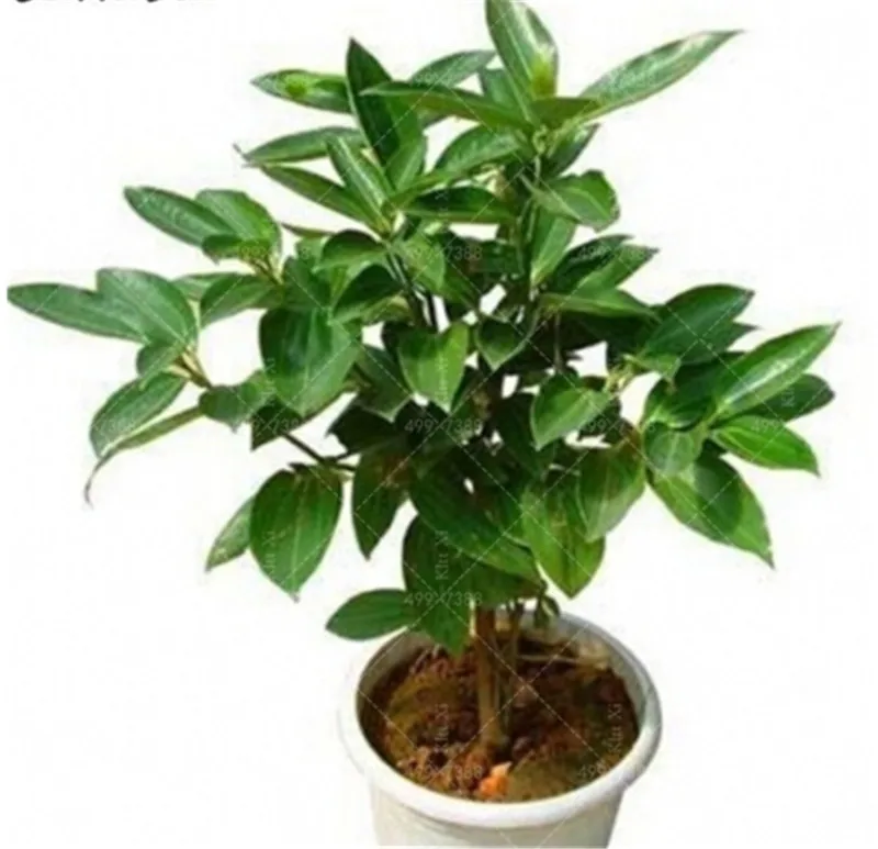

10 pcs Japanese Cinnamon Plant dwarf trees Plantas Bonsai Tree Flores For Sale Free Shipping Hot Sale for home garden
