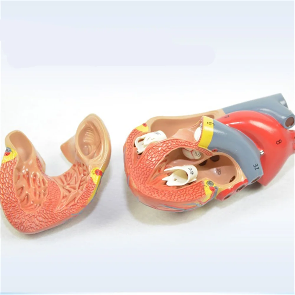 Человеческая анатомическая модель сердца человека висцеральная анатомическая модель офисное украшение