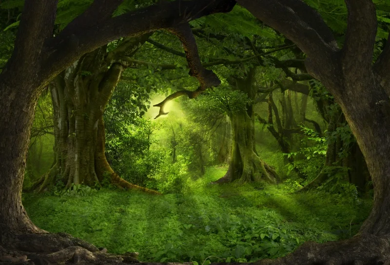 Laeacco лес фоны зеленые джунгли Дерево Трава тайный путь вечерние фотографические фоны для фотосессия Фотостудия - Цвет: NBK00290