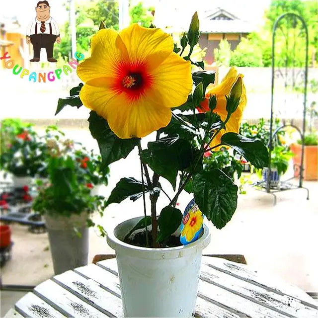 100pcs Bag Hibiscus Flower Seeds Giant Seed Bonsai Tree 100pcs Bag Hibiscus Flower Seeds Giant Seed Bonsai Tree Perennial Flowers Plant For Home