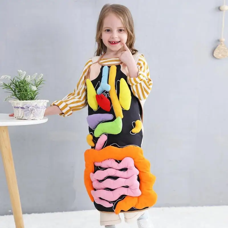 

Kids Simulation Human Organs Apron Children Biology Teaching Mankind Body structure Cognitive Macthing Game Tools Education
