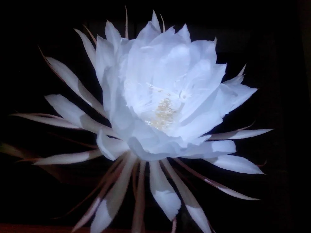 30PCS Fresh 100 Real Saussurea involucrata semillas