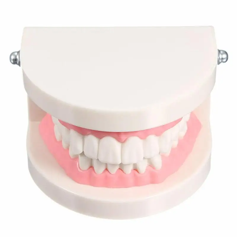 1 шт., модель белых зубов для взрослых, стандартный стоматологический обучающий инструмент, демонстрационный инструмент для орального медицинского образования