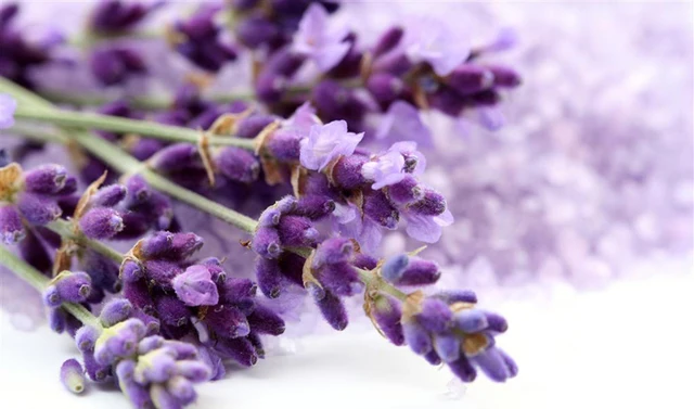Lavender Seeds, Lavender Angustifolia, 100pcs/pack