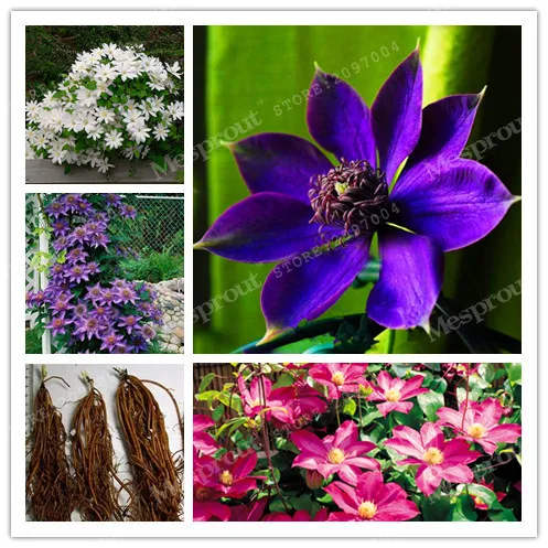 

True Color Mixing Clematis Bulbs,Clematis Flower Bonsai Outdoor Plant Natural Growth Bonsai Home Garden 2 Bulbs