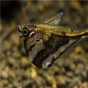 50 шт набор мраморный топорик - Цвет: Marbled hatchetfish