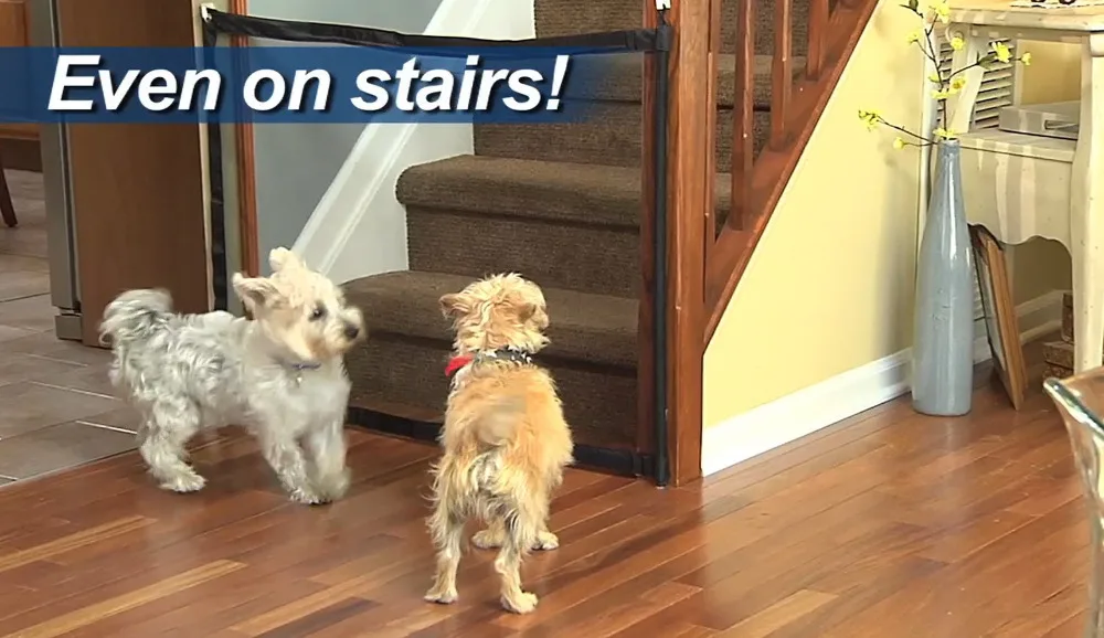 HTB1VhHpvv5TBuNjSspcq6znGFXaz