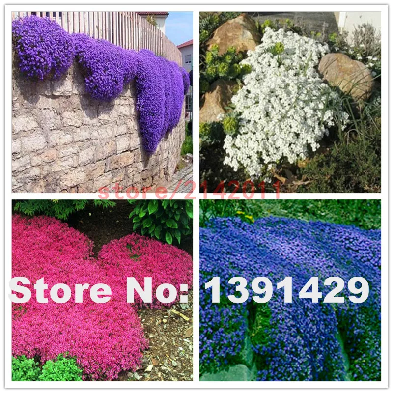 Compare Prices On Natural Blue Flowers Online Ping Low 100pcs Bag Mixed Creeping Thyme Seeds Or Blue Rock Cress Perennial Ground Cover