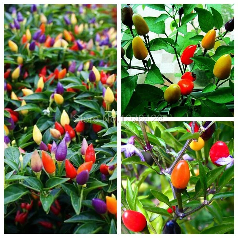 100 шт./пакет декоративные семена перца съедобные смешивания capsicum Овощной овощных